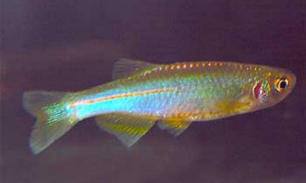 Blå danio (Danio albolineatus)