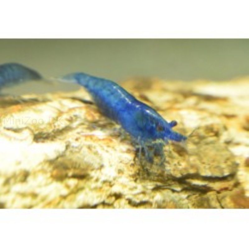 Blue Diamond Dværgreje (Neocaridina davidi)