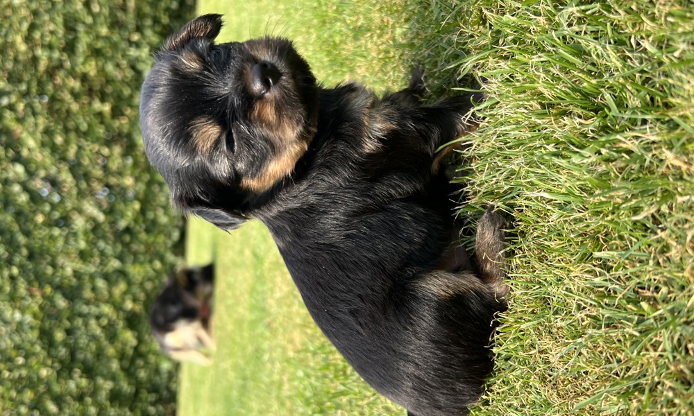 Yorkshire Terrier/Chihuahua mix