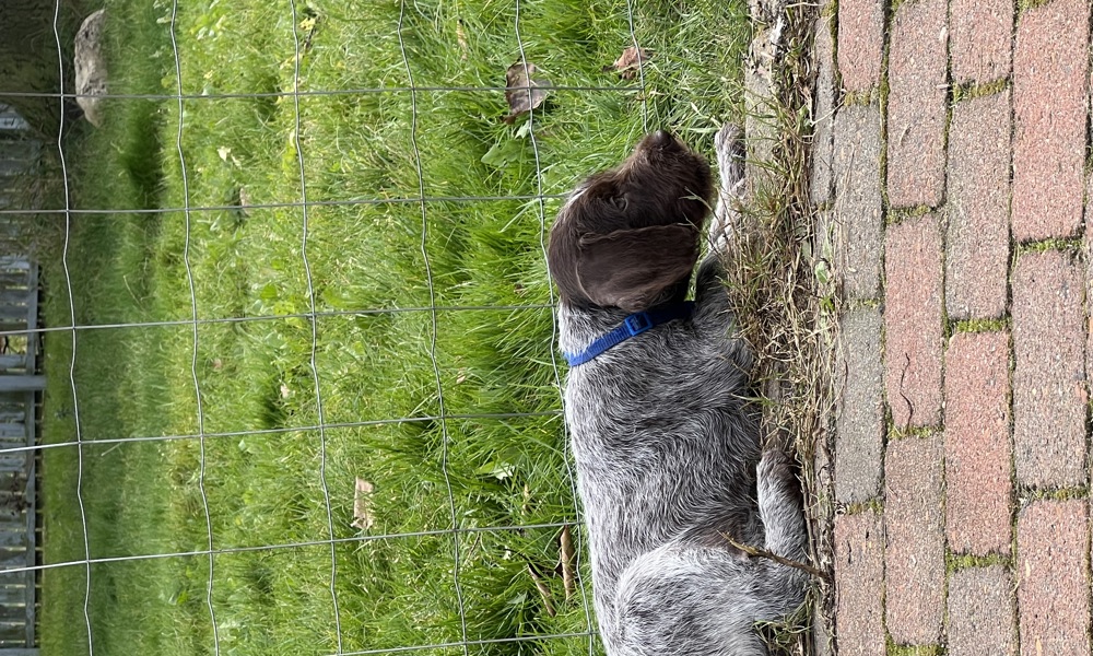 Ruhåret hønse hund hvalpe