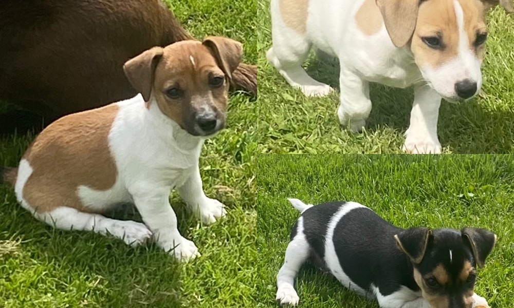 3 Han Jack Russel hvslpe