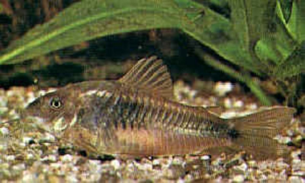 Corydoras Schultzei Aeneus