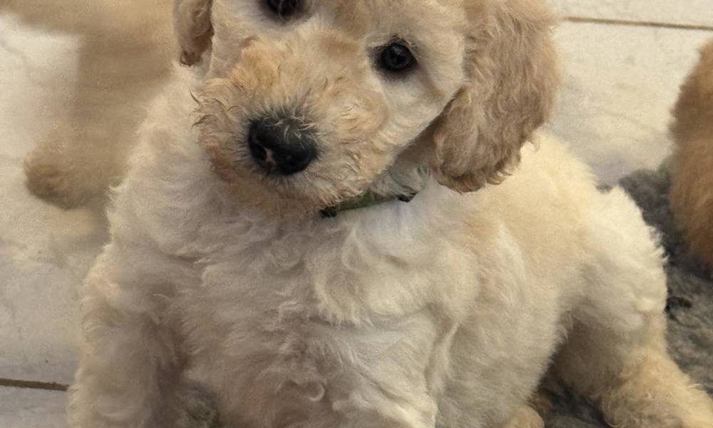 REJSEKLAR Skønne  Mellem Goldendoodle