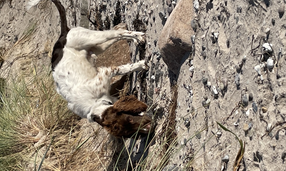 7 mdr eng springer spaniel