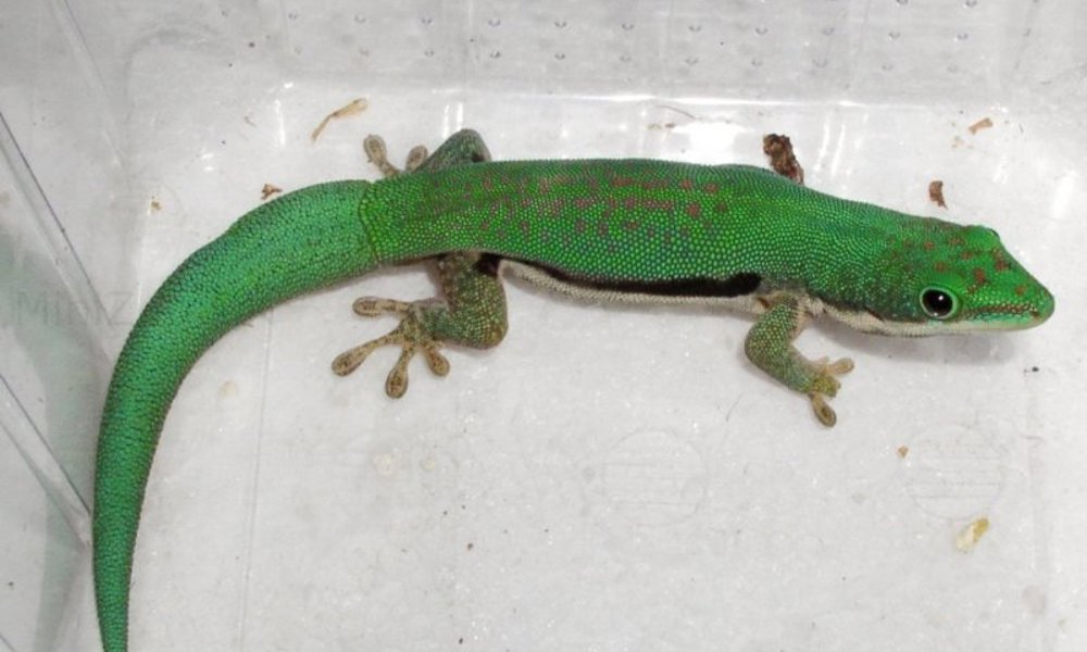 Daggekko Phelsuma Lineata