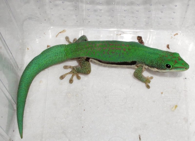 Daggekko Phelsuma Lineata