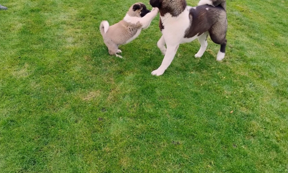 American Akita 