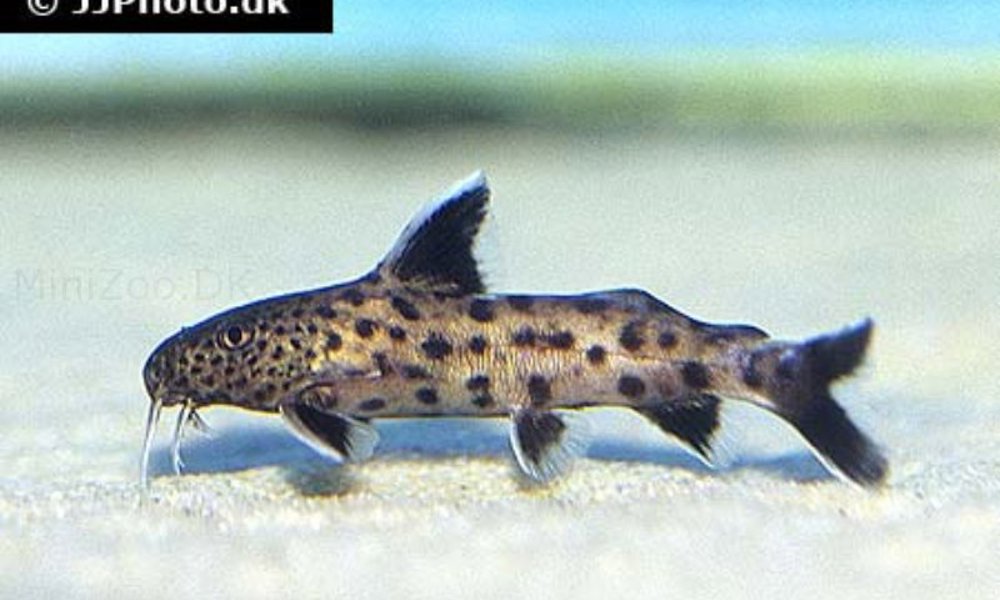 Dværg Fjerskægmalle (Synodontis petricola)