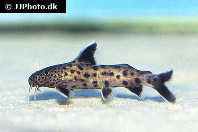 Dværg Fjerskægmalle (Synodontis petricola)