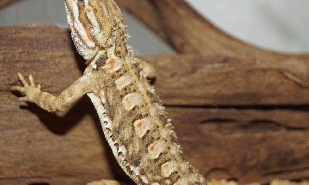 Dværgskægagame ungdyr (Pogona Henrylawsoni)