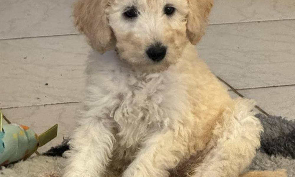 REJSEKLAR Skønne  Mellem Goldendoodle