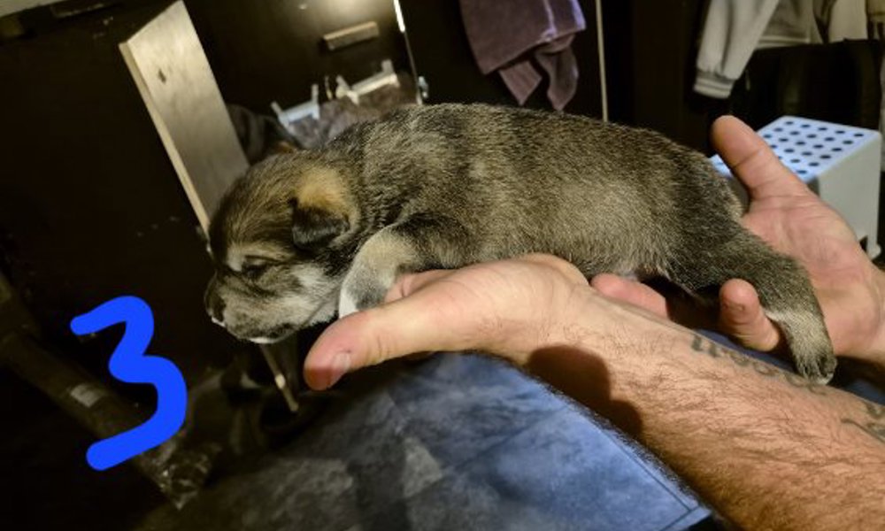 Alaskan malamute og rotweiler 