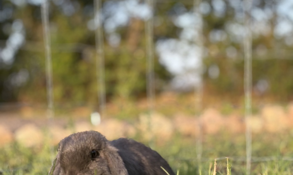 2 hun kaniner søger nyt hjem