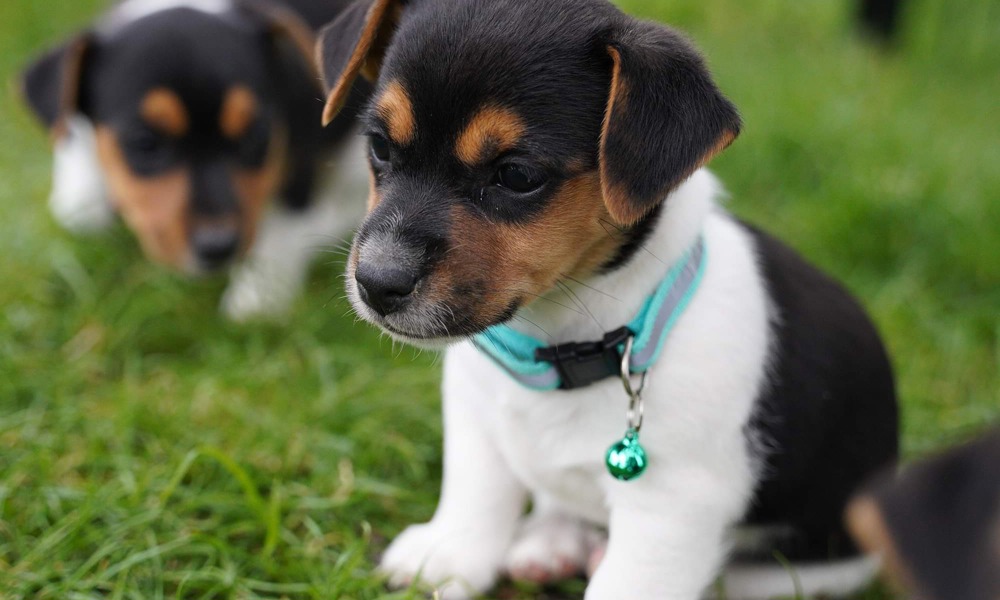 Jack Russell Terrier, hvalpe, 9 uger