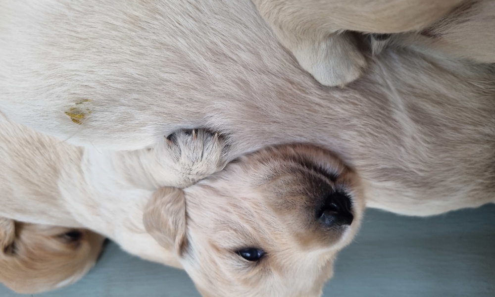 Golden retriever hvalpe 