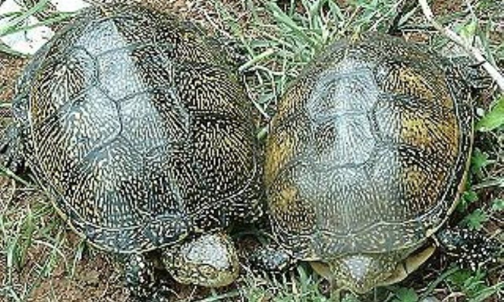Europæisk sumpskildpadde (Emys orbicularis)