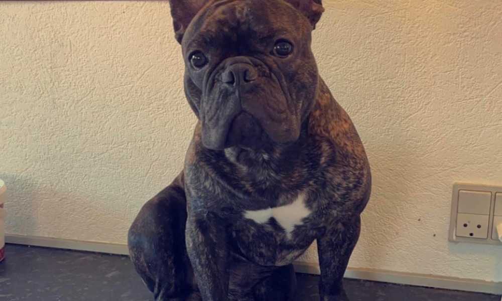 Fransk bulldog Albert 3 år 