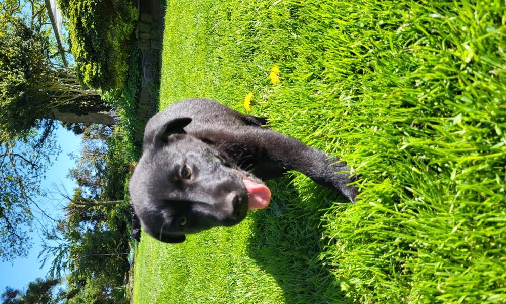 Søde sorte Labrador hvalpe, 2 hanner tilbage