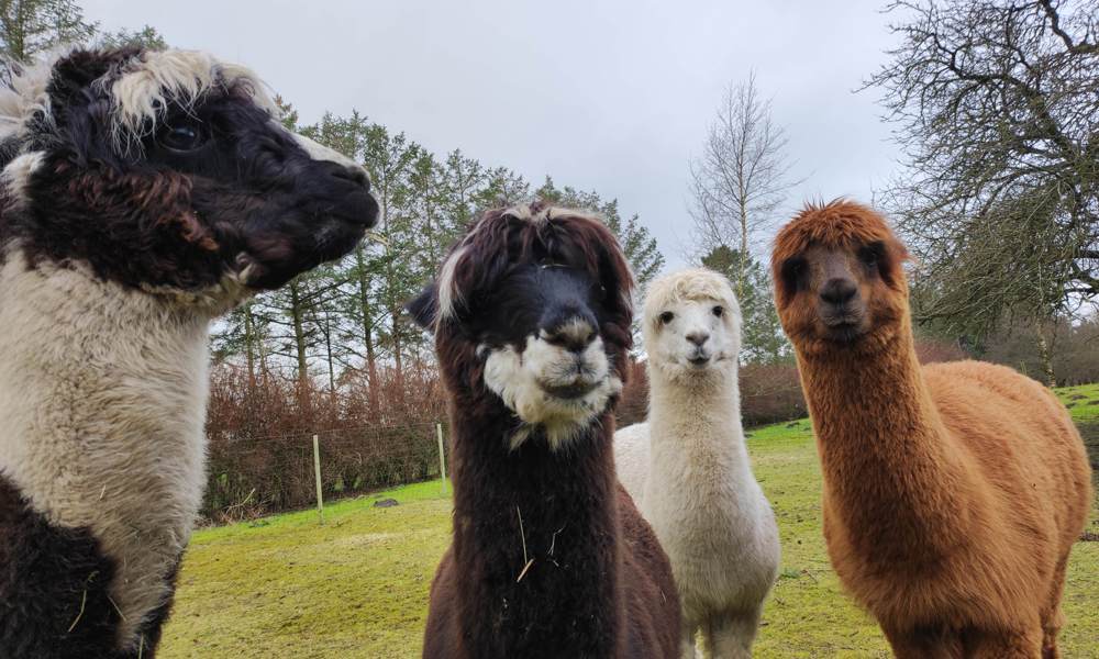 Alpacaer