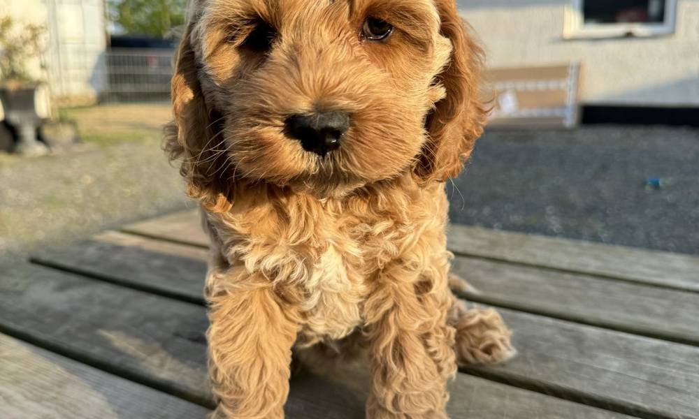 Cockapoo Røde/Sorte