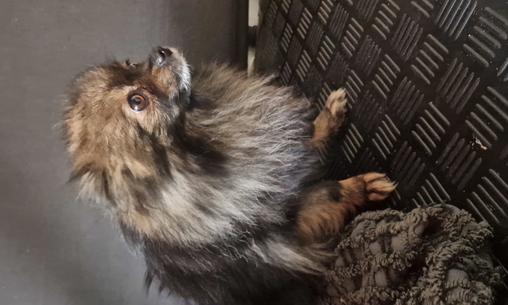 Pomeranian pige søger roligt hjem