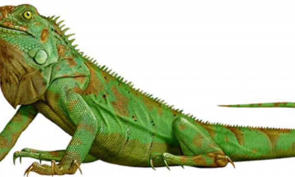 Grøn leguan (Iguana iguana)