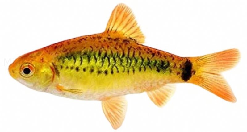 Guld barbe (Puntius Semifasciolatus) Schuberti