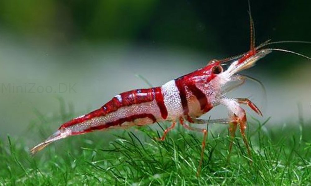 Harlequin Kardinalreje (Caridina spongicola)