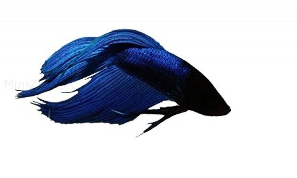 Kampfisk Blå longtail (Betta splendens )