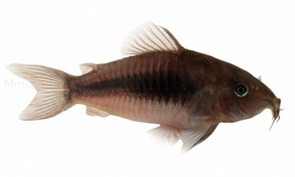 Kobber Pansermalle (Corydoras aeneus)