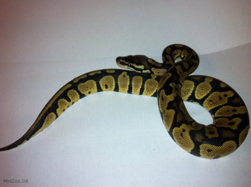 Kongepython (python regius) super pastel 1,0