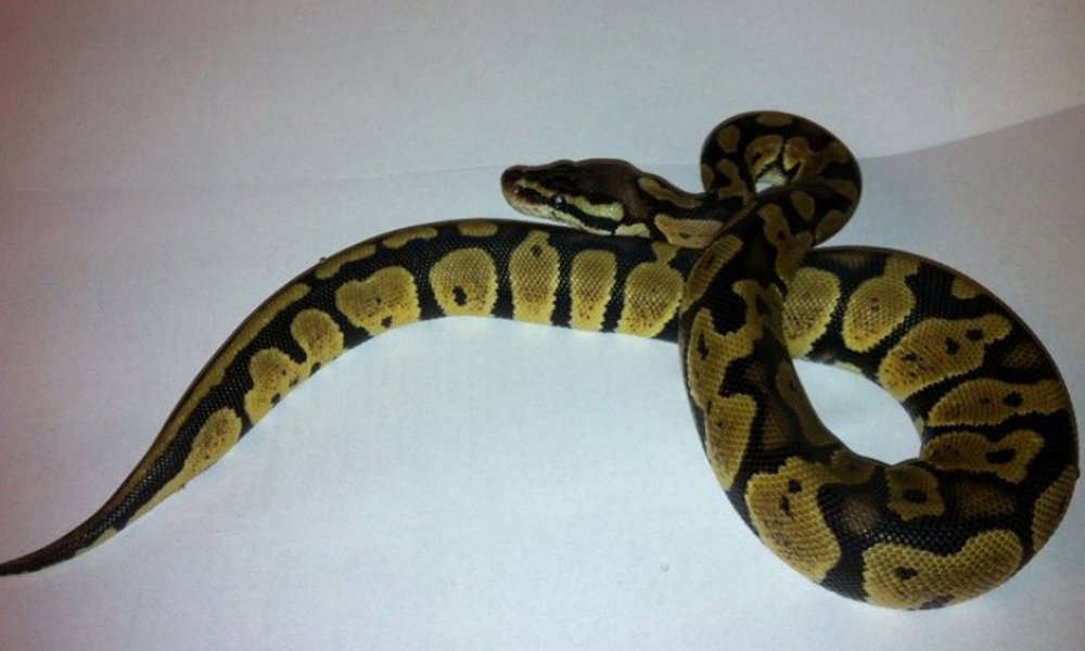 Kongepython (python regius) super pastel 1,0