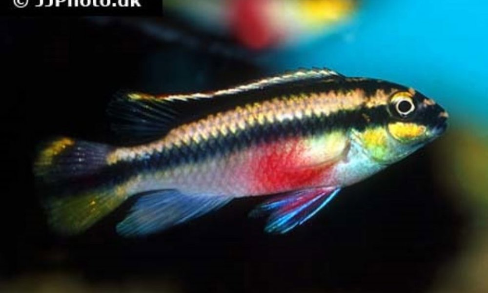 Kribensis (Pelvicachromis pulcher)