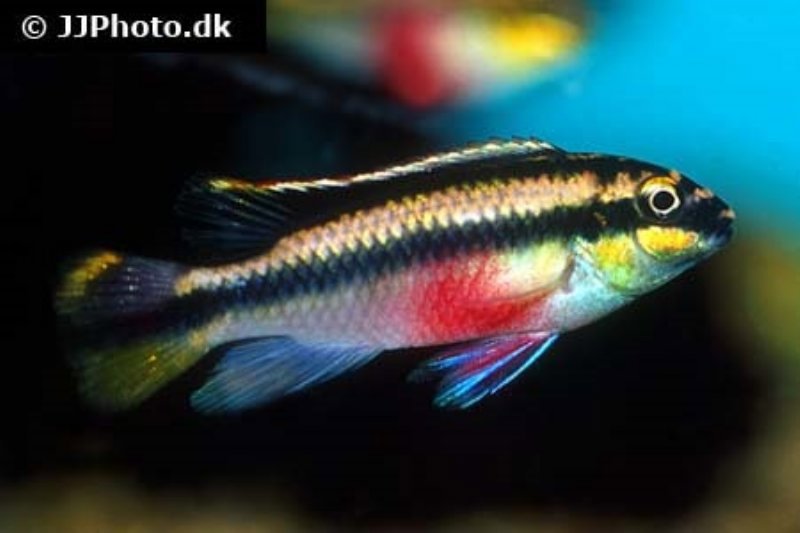 Kribensis (Pelvicachromis pulcher)