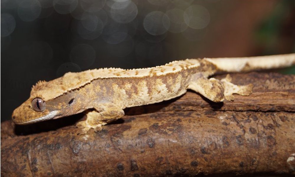 Kronegekko unger Crested gecko Harleking Pinstripe (Correlophus ciliatus) unger