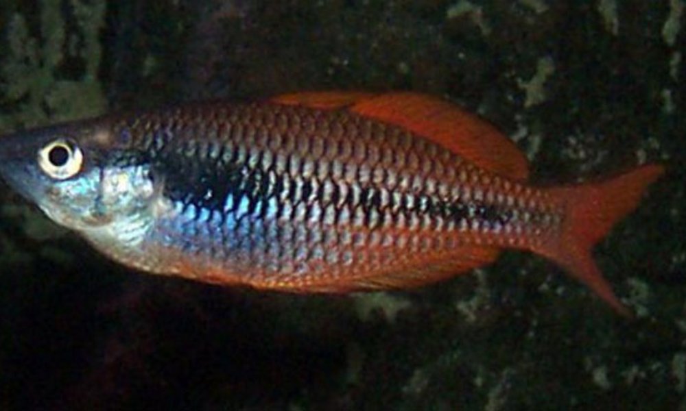 Kuromori Regnbuefisk (Melanotaenia parva)