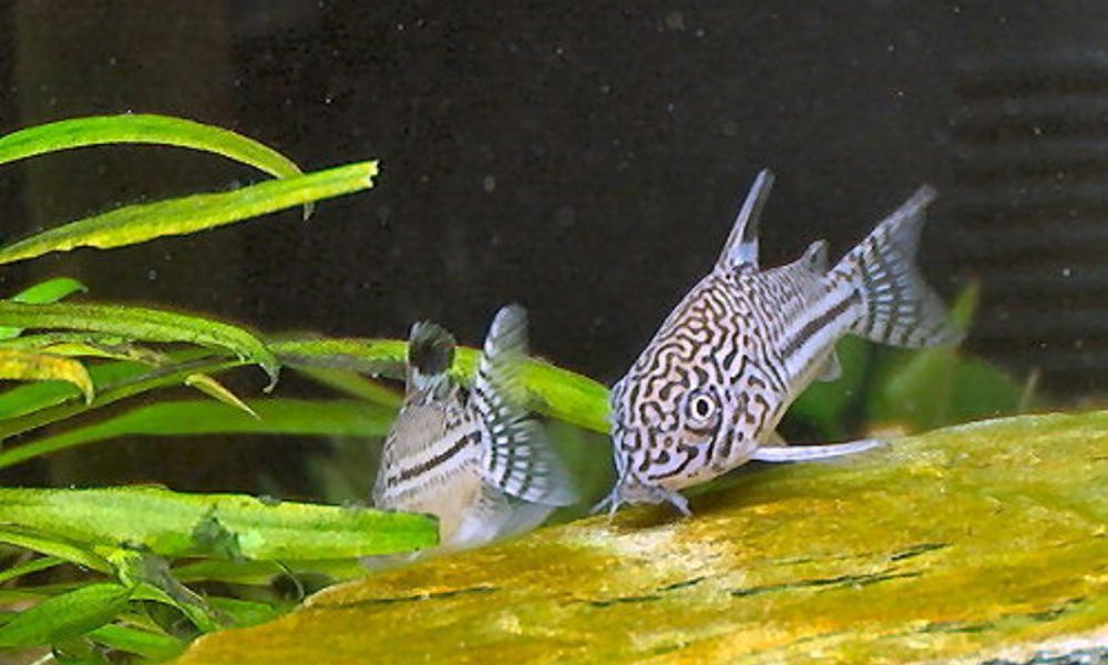 Leopard Pansermalle (Corydoras trilinneatus)