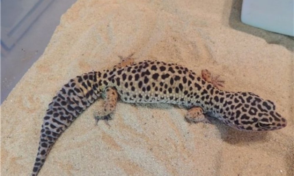 Leopardgekko Blandede farver