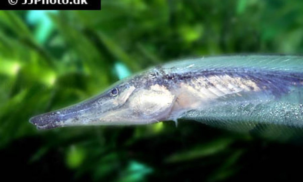 Musøre Knivfisk Gymnorhamphichthys rondoni
