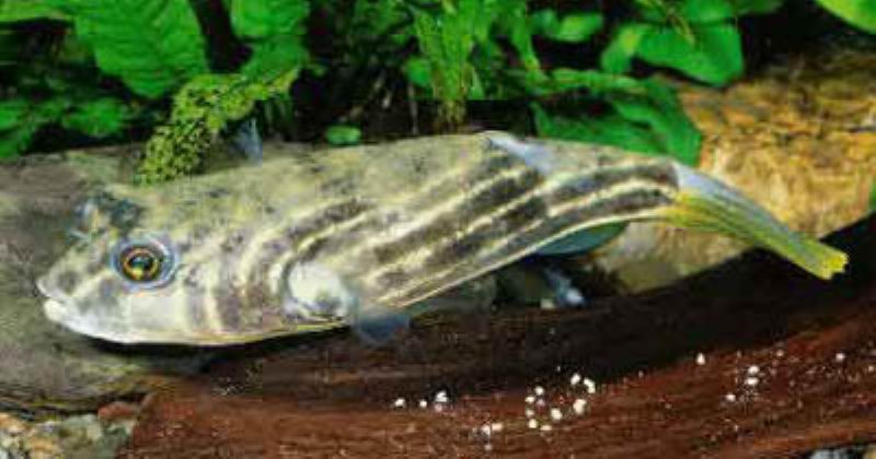 Nigeriansk kæmpe kuglefisk (Tetraodon lineatus)