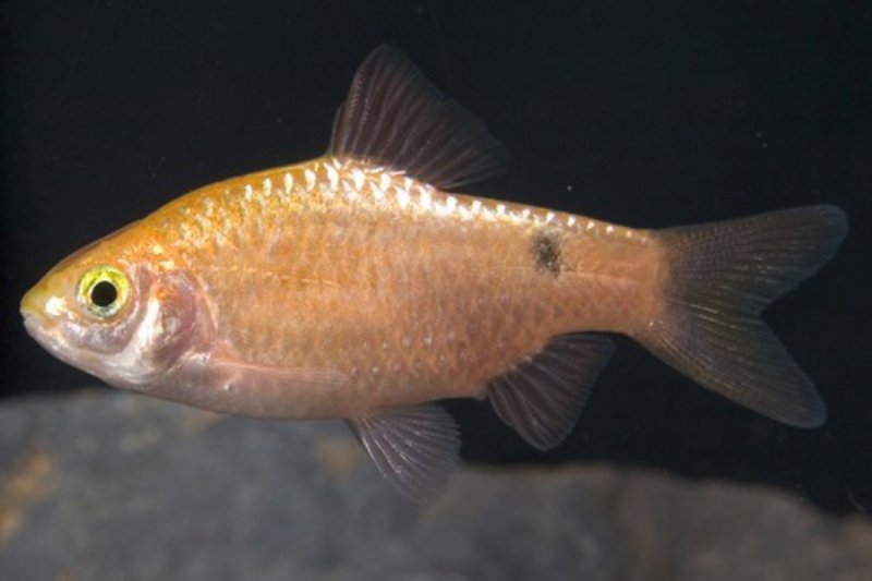 Pragt Barbe Guld (Puntius conchonius)