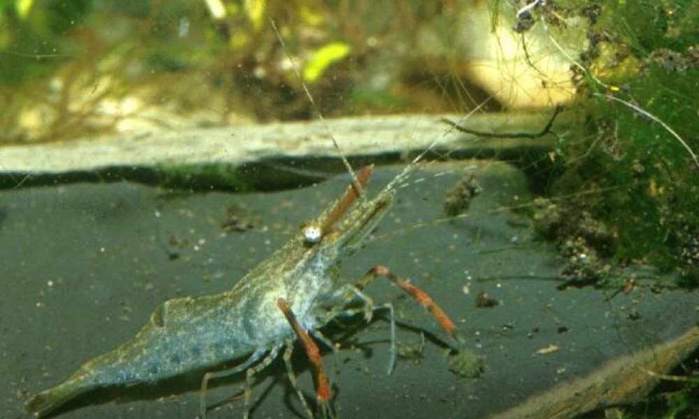 Red claw Shrimp (Macrobrachium dayanum)