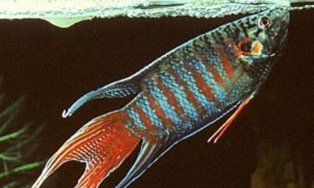 Rød Paradisfisk (Macropodus opercularis)