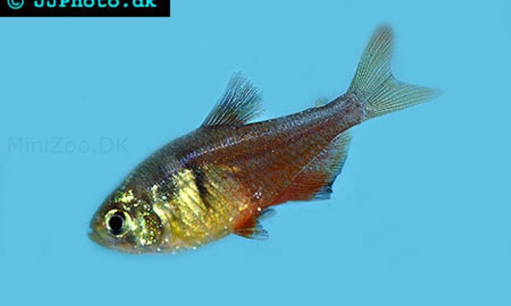 Rød Rio Tetra (Hyphessobrycon flammeus)