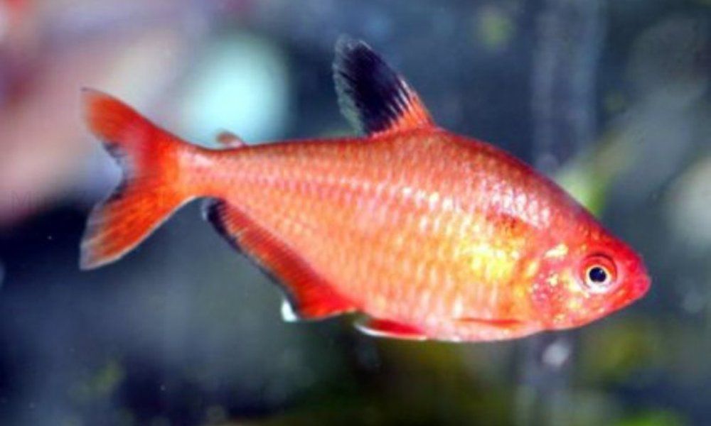 Rød Serpae (Hyphessobrycon callistus)