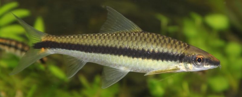 Siamesisk Algeæder (Crossocheilus siamensis)