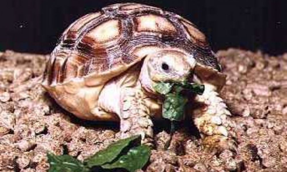 Sporeskildpadde (Geochelone sulcata)