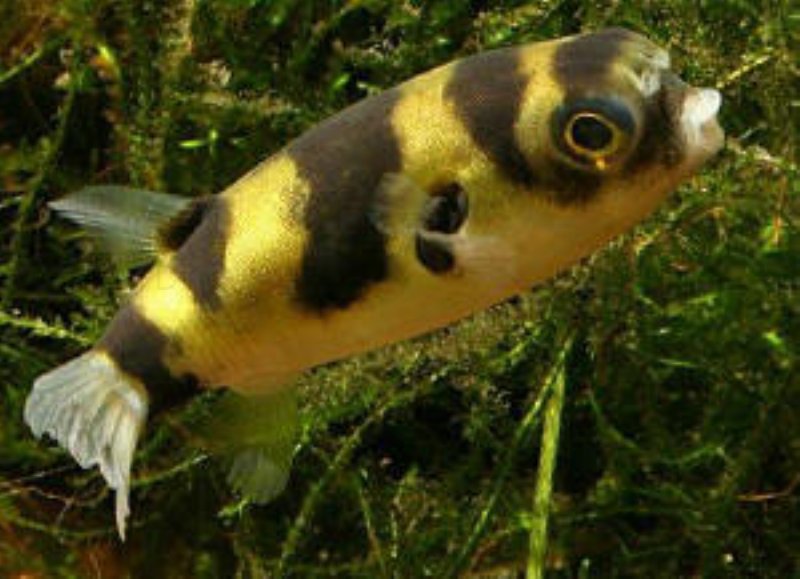Sydamerikansk kuglefisk (Colomesus asellus)