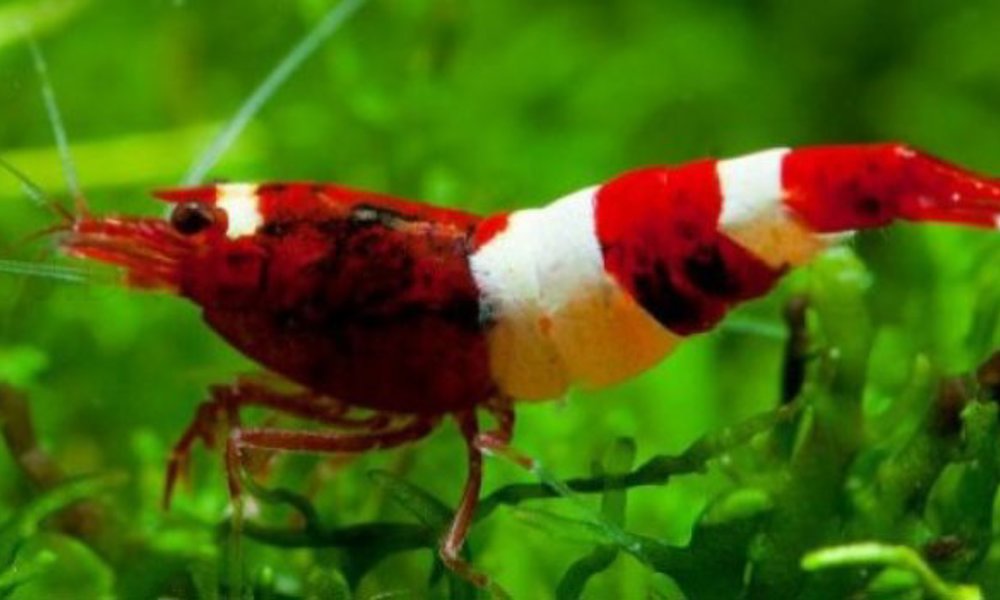 Taiwan Red Wine Reje (Caridina cantonensis sp. Red Wine)