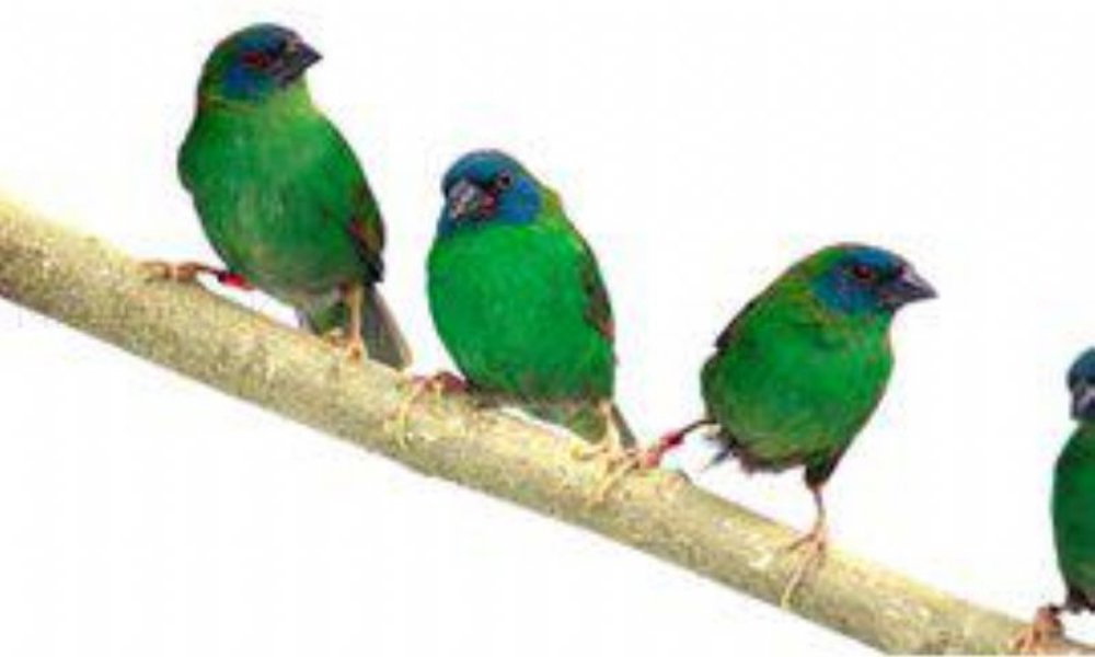 Trefarvet papegøjeamadine (Erythrura trichroa)